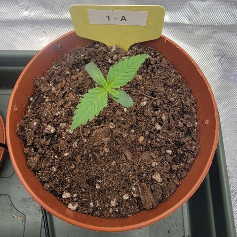 GG4 Sherbet 1 - A growlog timeline photo