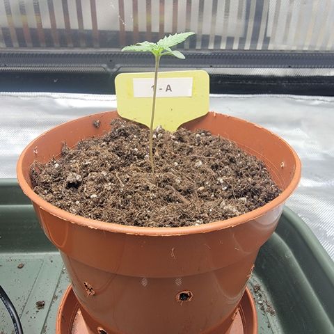 GG4 Sherbet 1 - A growlog timeline photo