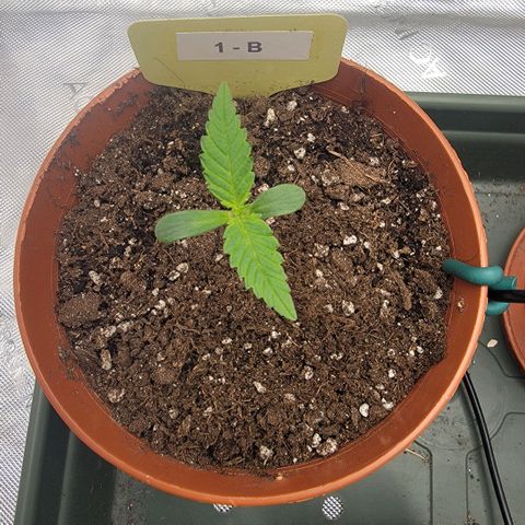 GG4 Sherbet 1 - B growlog timeline photo