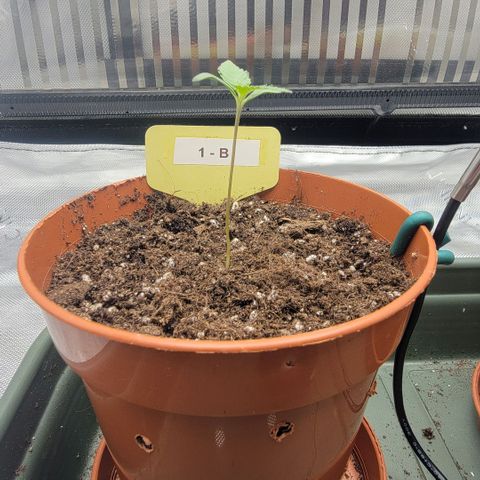 GG4 Sherbet 1 - B growlog timeline photo
