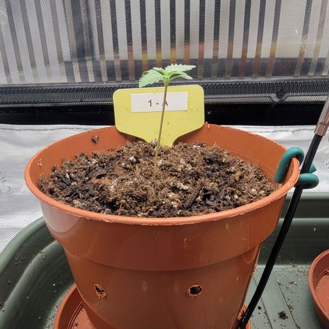 GG4 Sherbet 1 - A growlog timeline photo