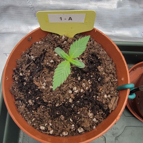 GG4 Sherbet 1 - A growlog timeline photo