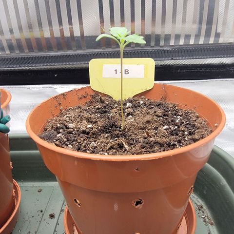 GG4 Sherbet 1 - B growlog timeline photo