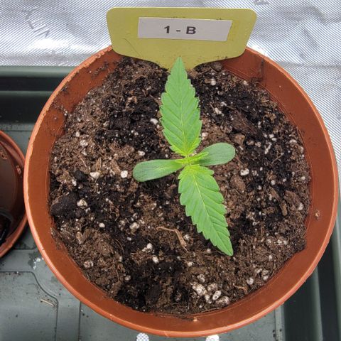 GG4 Sherbet 1 - B growlog timeline photo