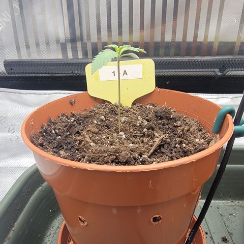 GG4 Sherbet 1 - A growlog timeline photo