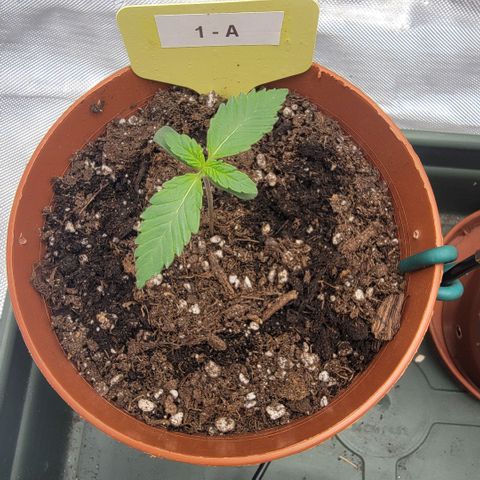 GG4 Sherbet 1 - A growlog timeline photo