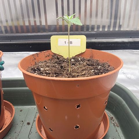 GG4 Sherbet 1 - B growlog timeline photo