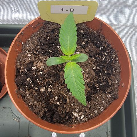 GG4 Sherbet 1 - B growlog timeline photo