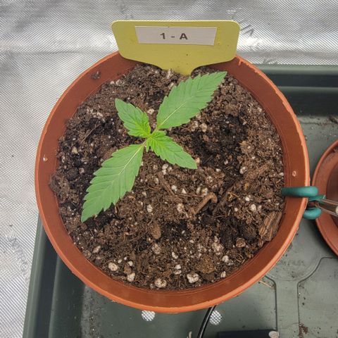 GG4 Sherbet 1 - A growlog timeline photo