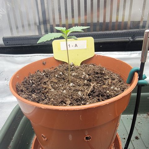 GG4 Sherbet 1 - A growlog timeline photo