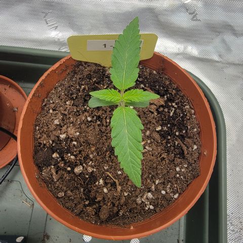 GG4 Sherbet 1 - B growlog timeline photo