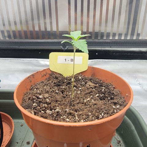 GG4 Sherbet 1 - B growlog timeline photo