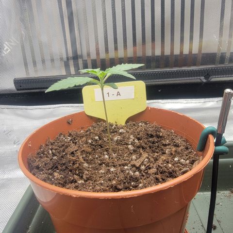 GG4 Sherbet 1 - A growlog timeline photo