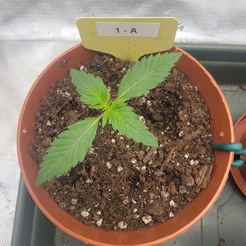 GG4 Sherbet 1 - A growlog timeline photo