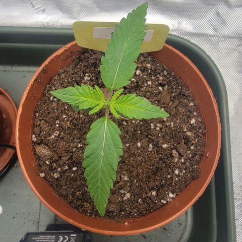 GG4 Sherbet 1 - B growlog timeline photo