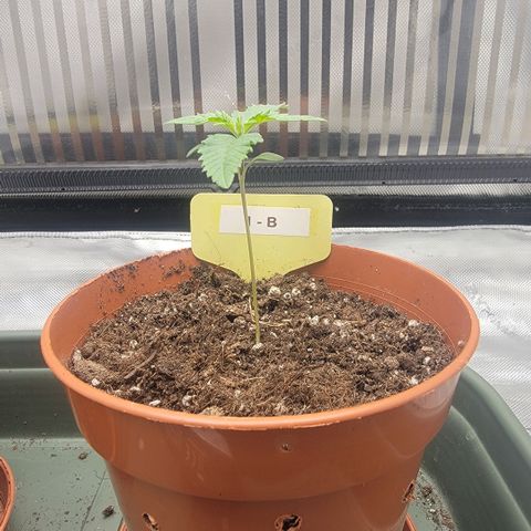 GG4 Sherbet 1 - B growlog timeline photo