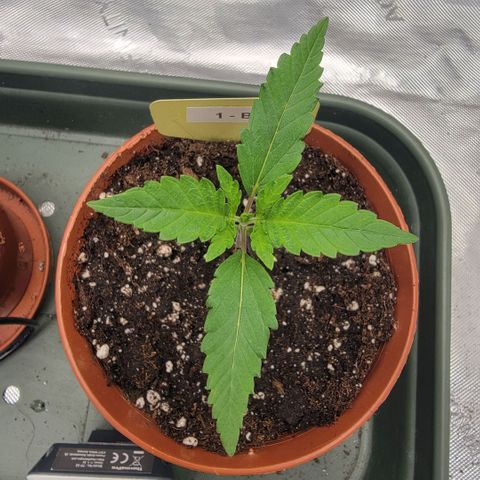 GG4 Sherbet 1 - B growlog timeline photo