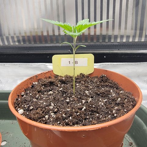 GG4 Sherbet 1 - B growlog timeline photo