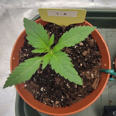 GG4 Sherbet 1 - A growlog timeline photo