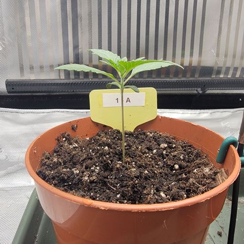 GG4 Sherbet 1 - A growlog timeline photo
