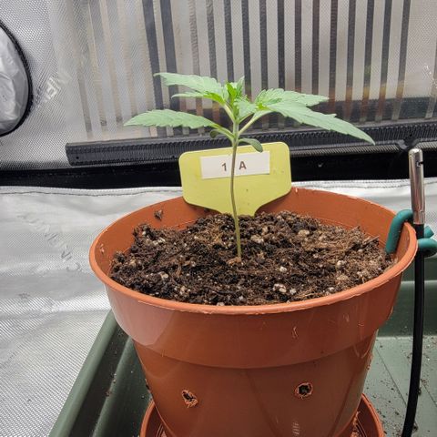 GG4 Sherbet 1 - A growlog timeline photo