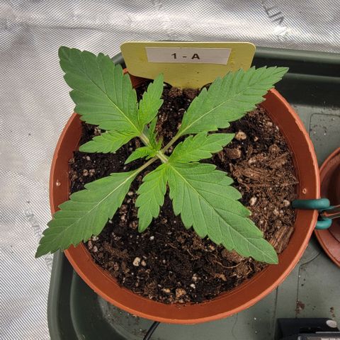 GG4 Sherbet 1 - A growlog timeline photo