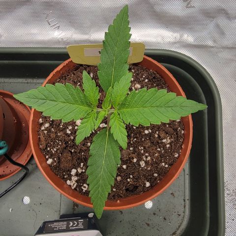 GG4 Sherbet 1 - B growlog timeline photo