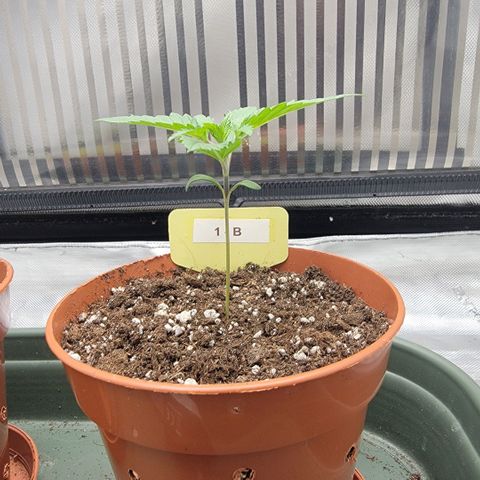 GG4 Sherbet 1 - B growlog timeline photo