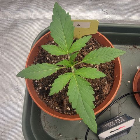 GG4 Sherbet 1 - A growlog timeline photo