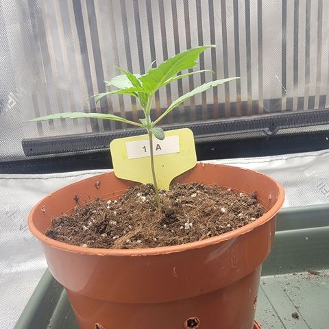 GG4 Sherbet 1 - A growlog timeline photo