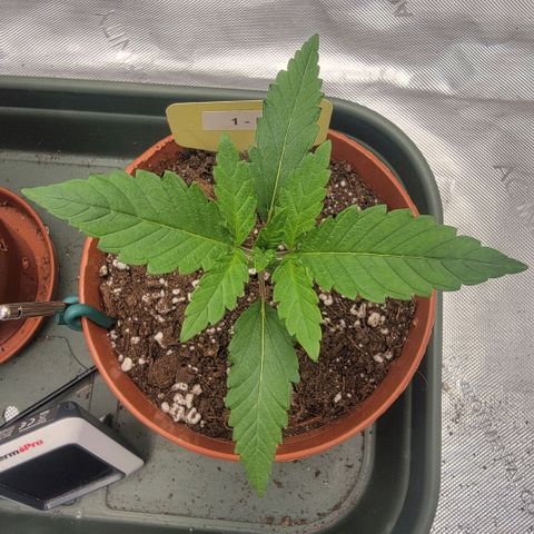 GG4 Sherbet 1 - B growlog timeline photo
