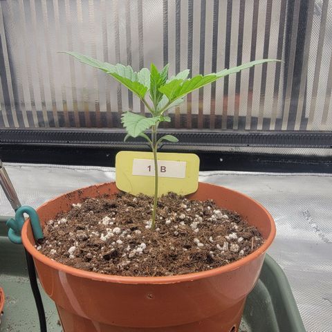 GG4 Sherbet 1 - B growlog timeline photo