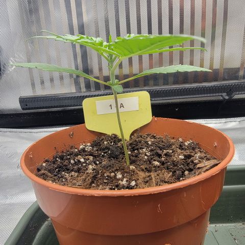 GG4 Sherbet 1 - A growlog timeline photo