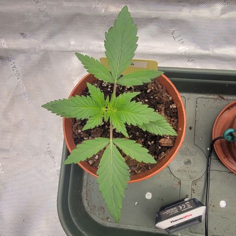 GG4 Sherbet 1 - A growlog timeline photo