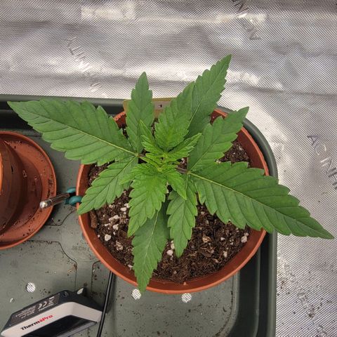 GG4 Sherbet 1 - B growlog timeline photo