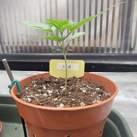 GG4 Sherbet 1 - B growlog timeline photo