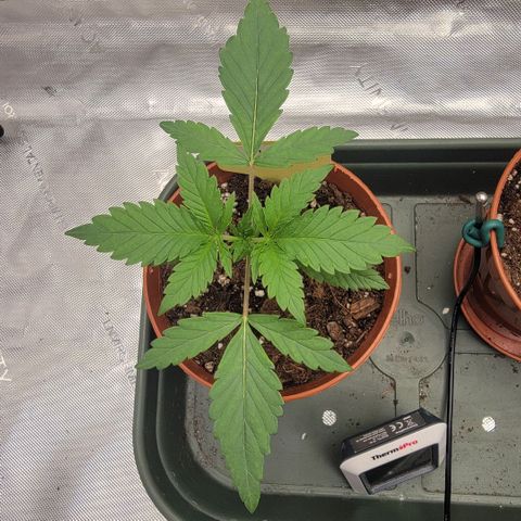GG4 Sherbet 1 - A growlog timeline photo
