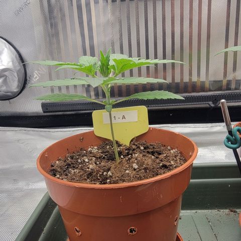 GG4 Sherbet 1 - A growlog timeline photo