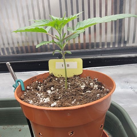 GG4 Sherbet 1 - B growlog timeline photo