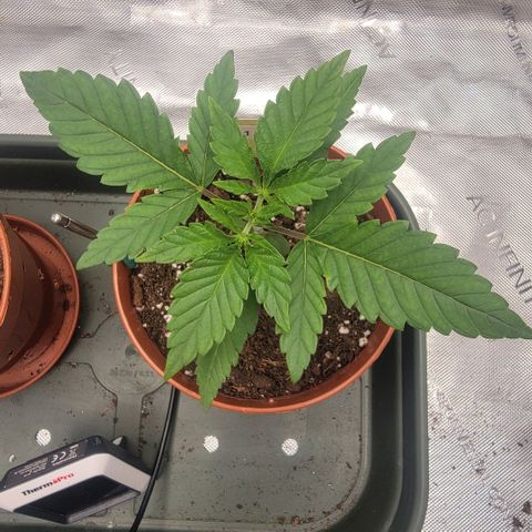 GG4 Sherbet 1 - B growlog timeline photo