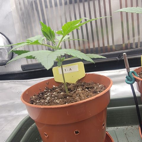 GG4 Sherbet 1 - A growlog timeline photo