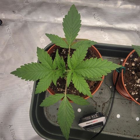 GG4 Sherbet 1 - A growlog timeline photo