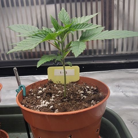 GG4 Sherbet 1 - B growlog timeline photo