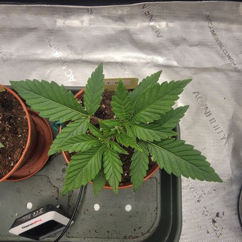 GG4 Sherbet 1 - B growlog timeline photo