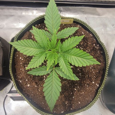 GG4 Sherbet 1 - B growlog timeline photo