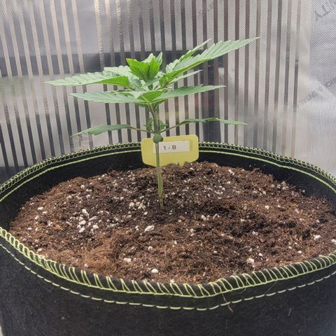 GG4 Sherbet 1 - B growlog timeline photo