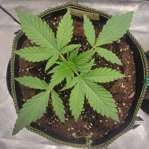 GG4 Sherbet 1 - A growlog timeline photo