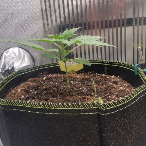 GG4 Sherbet 1 - A growlog timeline photo