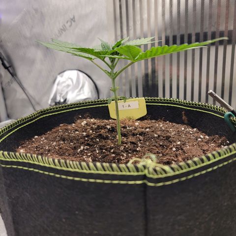 GG4 Sherbet 1 - A growlog timeline photo