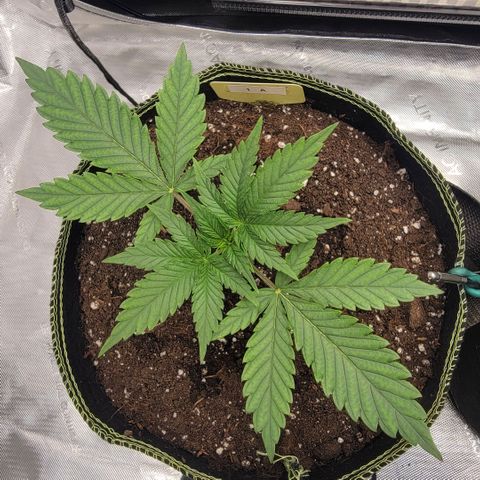 GG4 Sherbet 1 - A growlog timeline photo